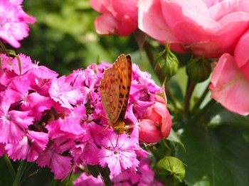 Декоративные садовые растения. - P6282951.JPG