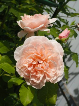 Декоративные садовые растения. - P6282934.JPG