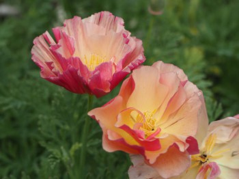 Декоративные садовые растения. - P6282920.JPG