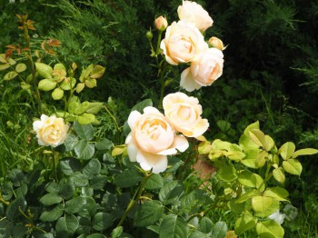 Декоративные садовые растения. - P6282959.JPG