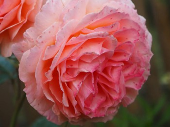 Декоративные садовые растения. - P6303000.JPG