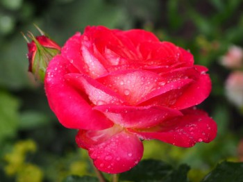 Декоративные садовые растения. - P7051091.JPG