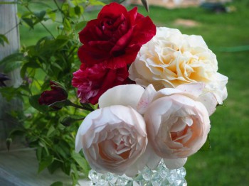 Декоративные садовые растения. - P6302983.JPG