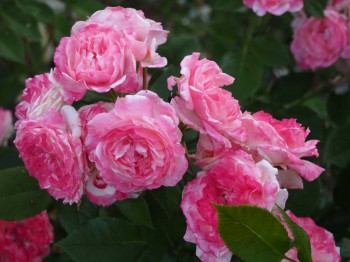 Декоративные садовые растения. - P6303016.JPG