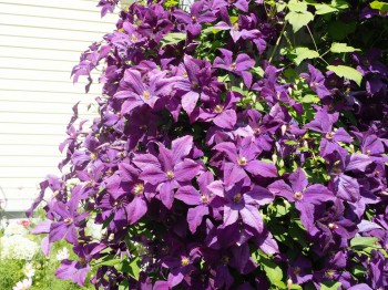 Декоративные садовые растения. - P7103059.JPG