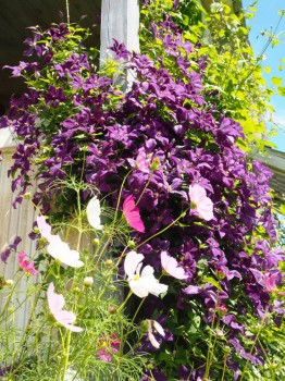 Декоративные садовые растения. - P7103061.JPG