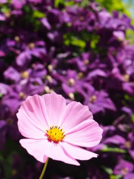 Декоративные садовые растения. - P7103063.JPG