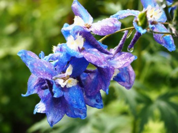 Декоративные садовые растения. - P7113100.JPG