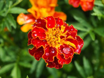 Декоративные садовые растения. - P7113085.JPG