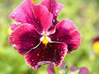 Декоративные садовые растения. - P7113090.JPG