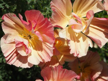 Декоративные садовые растения. - P7103073.JPG