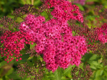 Декоративные садовые растения. - P7113111.JPG