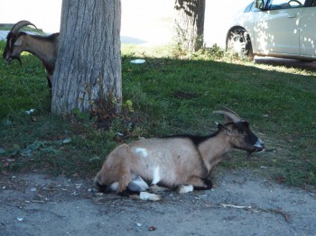 Церковь Живоначальной Троицы в Гусь-Железном - P9023660.JPG