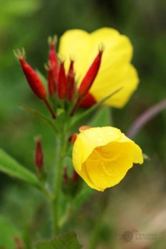 Мы называем лунник, а как по науке - не знаю