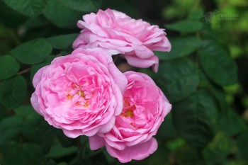 Декоративные садовые растения. - 13557936_1576504515977348_5607336544410254362_n.jpg