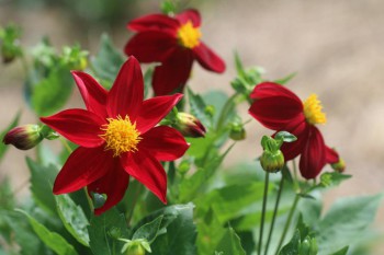 Простячки - веселые ребята