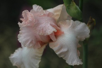 Декоративные садовые растения. - HMXN_EKHxds.jpg