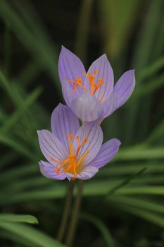 И осень зацепила :)