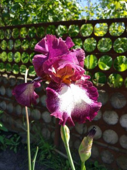 Декоративные садовые растения. - JpsFKxzlzvk.jpg