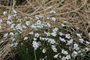 Декоративные садовые растения. - LTW_--ar_MQ.jpg