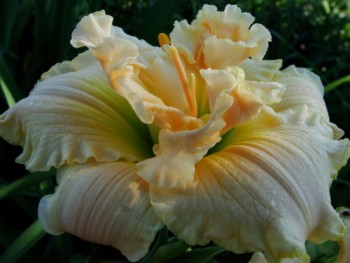 Цветник без хлопот. - лилейник1.jpg