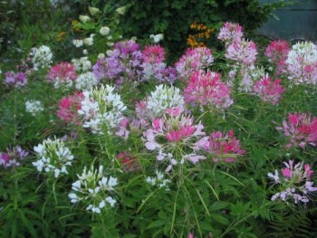 Цветник без хлопот. - брызги шампанского.jpg