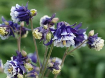 Цветник без хлопот. - акв1.jpg