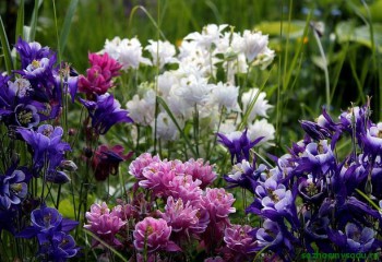 Цветник без хлопот. - акв2.jpg