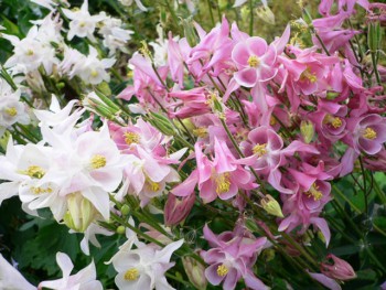 Цветник без хлопот. - акв3.jpg