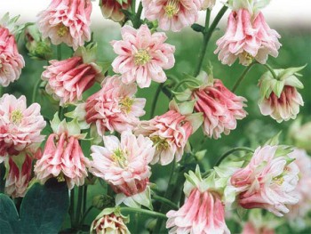 Цветник без хлопот. - акв4.jpg