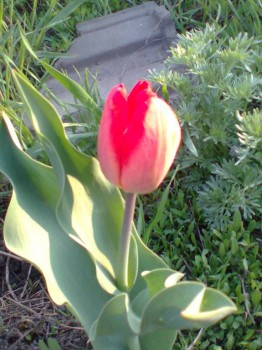 Цветник без хлопот. - Фото0015.jpg