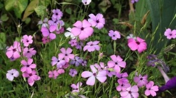 Цветник без хлопот. - image.jpg