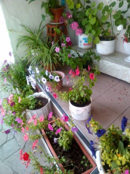 Цветник без хлопот. - IMG_20160712_123021.jpg