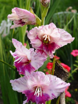 Декоративные садовые растения. - P8273590.JPG