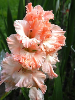 Декоративные садовые растения. - P8273591.JPG