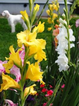 Декоративные садовые растения. - P8273592.JPG