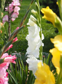 Декоративные садовые растения. - P8273594.JPG