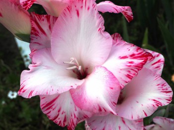 Декоративные садовые растения. - P8273599.JPG