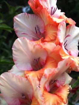 Декоративные садовые растения. - P8273603.JPG