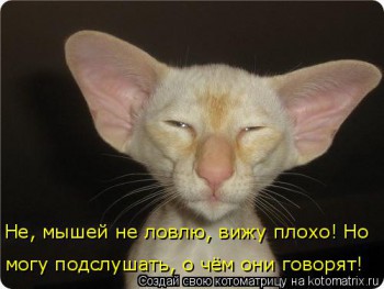 Cмешное из жизни животных. Фото и видео из интернета. - IMG_3064.JPG