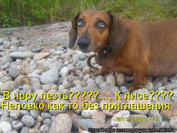 Cмешное из жизни животных. Фото и видео из интернета. - IMG_3066.JPG