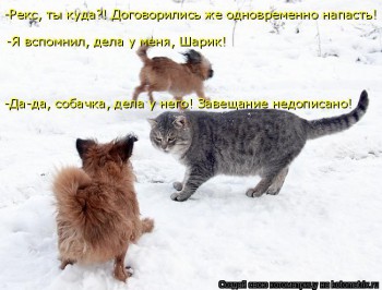 Cмешное из жизни животных. Фото и видео из интернета. - IMG_3067.JPG