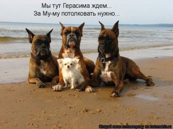 Cмешное из жизни животных. Фото и видео из интернета. - IMG_3073.JPG