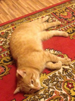 Кого из животных вы содержите? Фото приветствуется. - IMG_0328.JPG