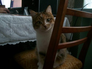 Кого из животных вы содержите? Фото приветствуется. - 100_2192.JPG