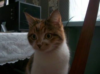 Кого из животных вы содержите? Фото приветствуется. - 100_2194.JPG