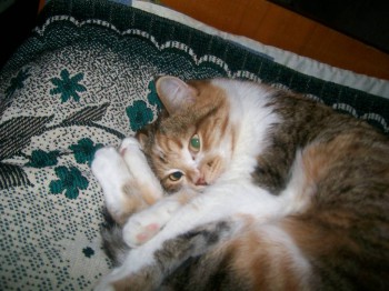 Кого из животных вы содержите? Фото приветствуется. - 100_2200.JPG