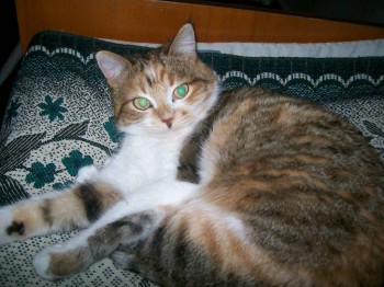 Кого из животных вы содержите? Фото приветствуется. - 100_2201.JPG