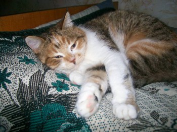 Кого из животных вы содержите? Фото приветствуется. - 100_2202.JPG