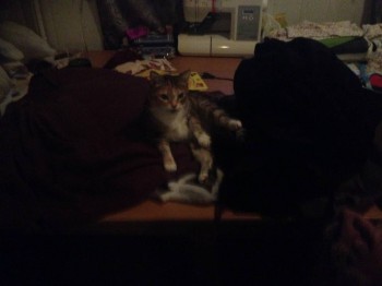 Кого из животных вы содержите? Фото приветствуется. - OVR9On8M1tI.jpg